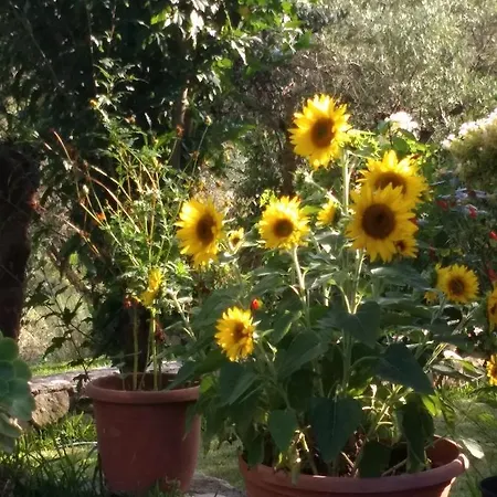 Volidiera Pensjonat *