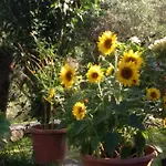Volidiera Πανσιόν 4*