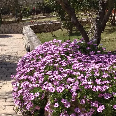 Volidiera Πανσιόν Ληξούρι